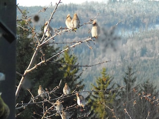 Ferienhaus Mauth Umgebung 37