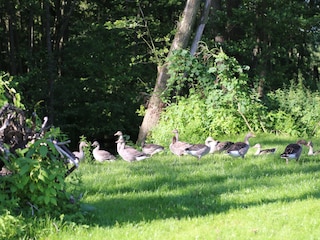 Graugänse chillen im Garten