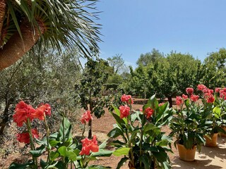 Casale Pollensa Registrazione all'aperto 10