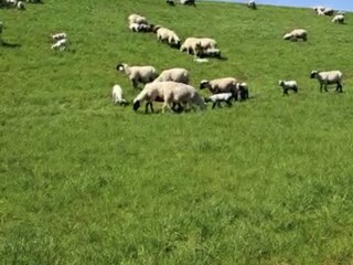 Holiday apartment Pewsum Environment 33