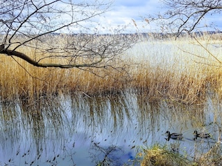 Am Schmachter See