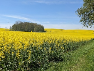 Der Raps in voller Blüte