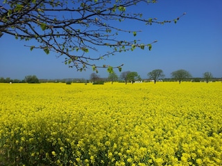 Ferienhaus Kühlungsborn-West Außenaufnahme 13
