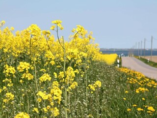 Vakantiehuis Damshagen Omgeving 14