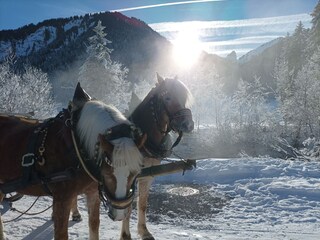 Appartamento per vacanze Au in Vorarlberg Ambiente 38