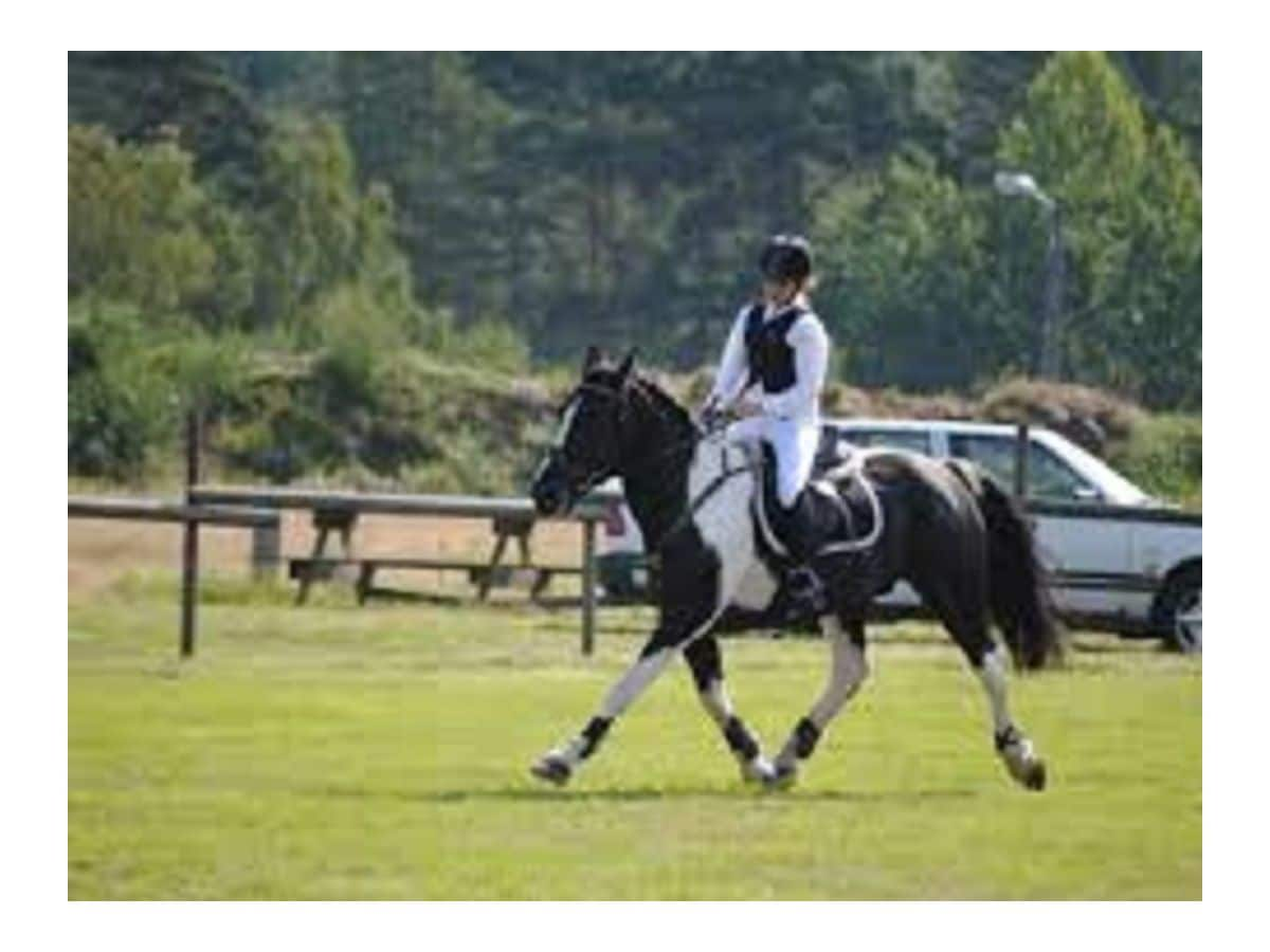 Reitschule in Holje Herrgård 4 km vom Haus entfernt