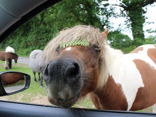 Begrüßen Sie ein Dartmoor-Pony