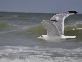 Vakantieappartement Domburg Omgeving 17