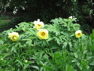Schön bepflanzter Garten