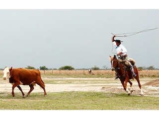 Gaucho bei der Arbeit