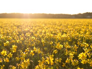 Casa per le vacanze Julianadorp Ambiente 18