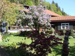 Garten mit Flieder
