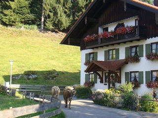Haus mit Kühen