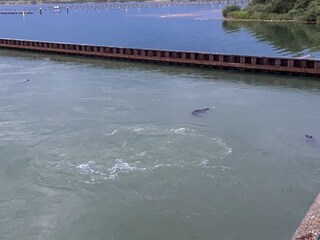 Maison de vacances Brouwershaven Environnement 37