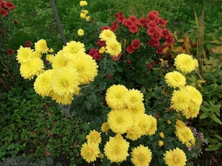 Herbst im Garten