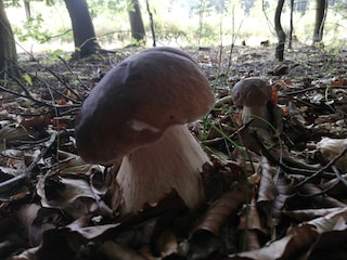 Steinpilz suchen im Stadtwald