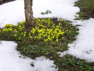 Frühling in Halang's Garten