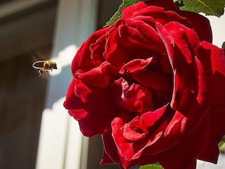 Die Rosen ums Haus