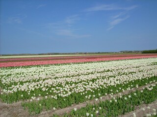 Casa per le vacanze Julianadorp Ambiente 19