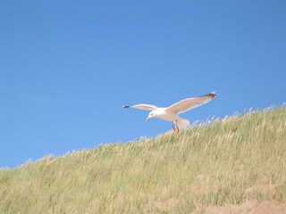 Casa per le vacanze Julianadorp Ambiente 19