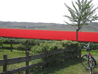 Casa per le vacanze Julianadorp Ambiente 21