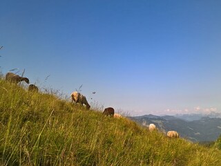 Casa per le vacanze Egg in Vorarlberg Ambiente 25