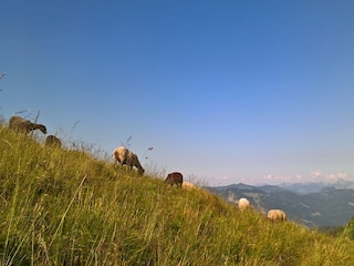 Vakantiehuis Egg in Vorarlberg Omgeving 25