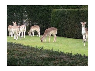 Vakantiehuis Oostkapelle Omgeving 17