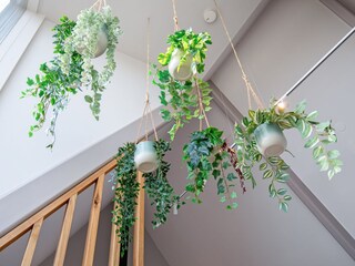 Casa per le vacanze Den Burg Caratteristiche 20