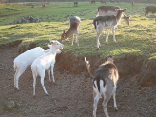 Tiergehege Putbus - 2 km