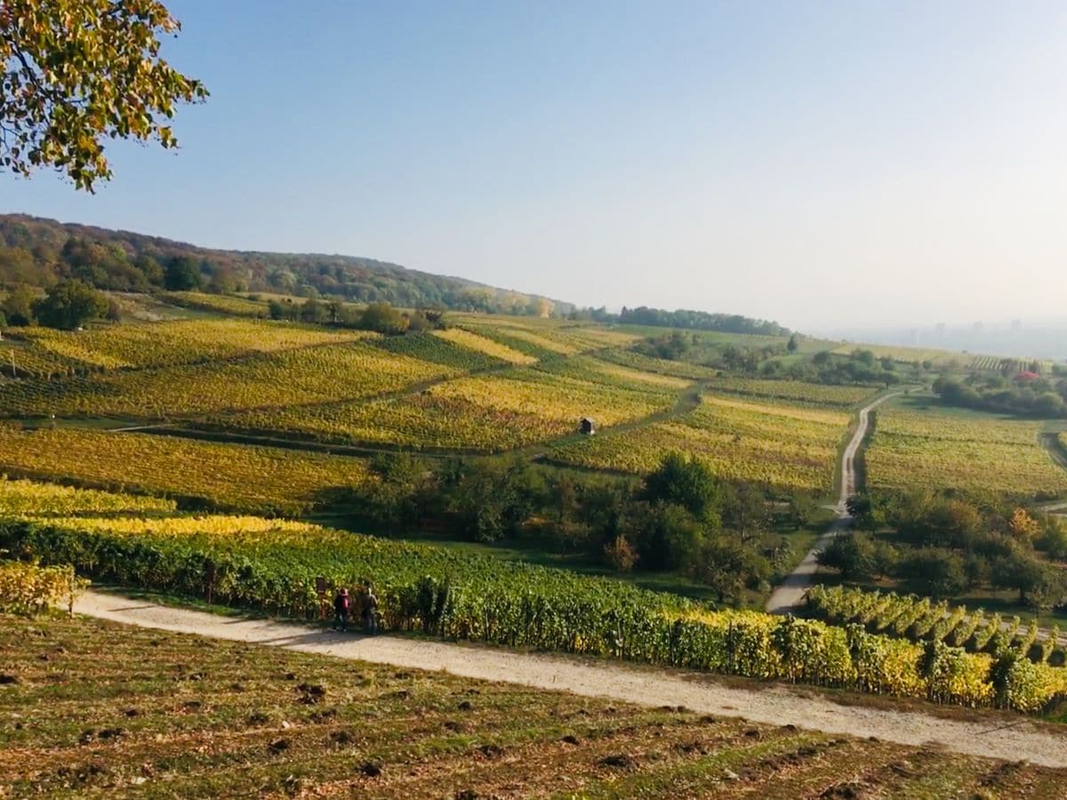 Wanderung durch die Weinberge