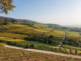 Wanderung durch die Weinberge