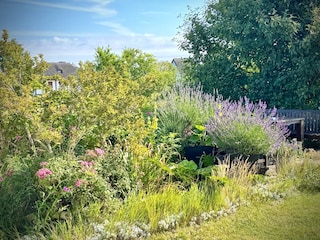 Dünenrose & Lavendel im Gartenbereich
