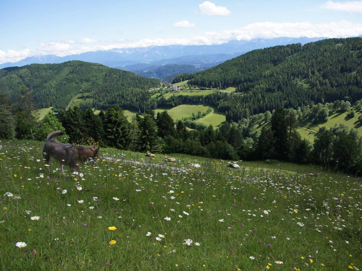 Der Sommer ist da,bunte Blumenwiese