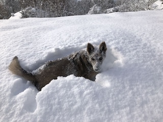 Schneeschuhwandern in der Umgebung mit Hund