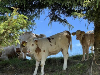 Holiday apartment St. Urban Outdoor Recording 24