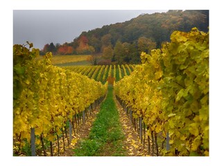 Casa per le vacanze Lindenberg (Pfalz) Ambiente 19