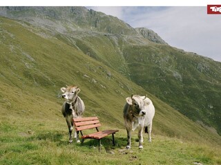 Casa de vacaciones Kirchdorf in Tirol Entorno 33