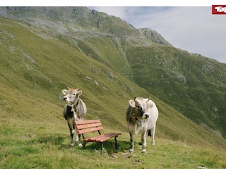 Vakantiehuis Kirchdorf in Tirol Omgeving 36