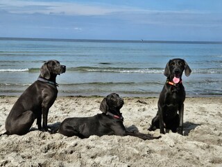 Hundestrand