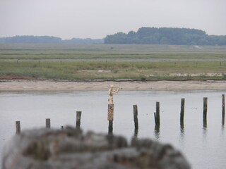 Casa per le vacanze Cadzand-Bad Ambiente 20