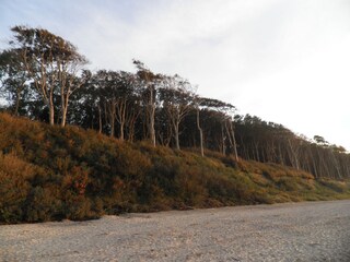 Gespensterwald