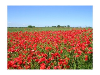 Mohnfeld