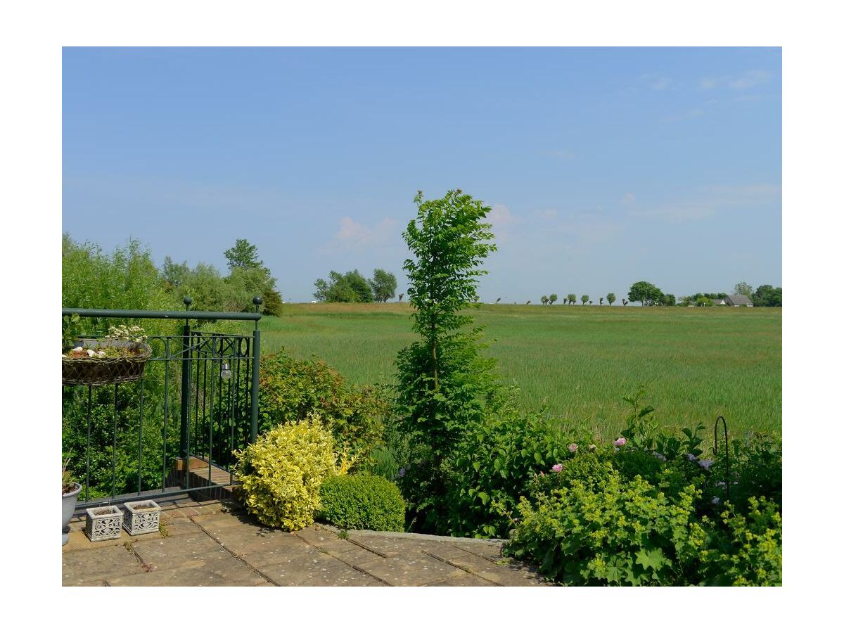 Wildrose - Blick auf die Terrasse