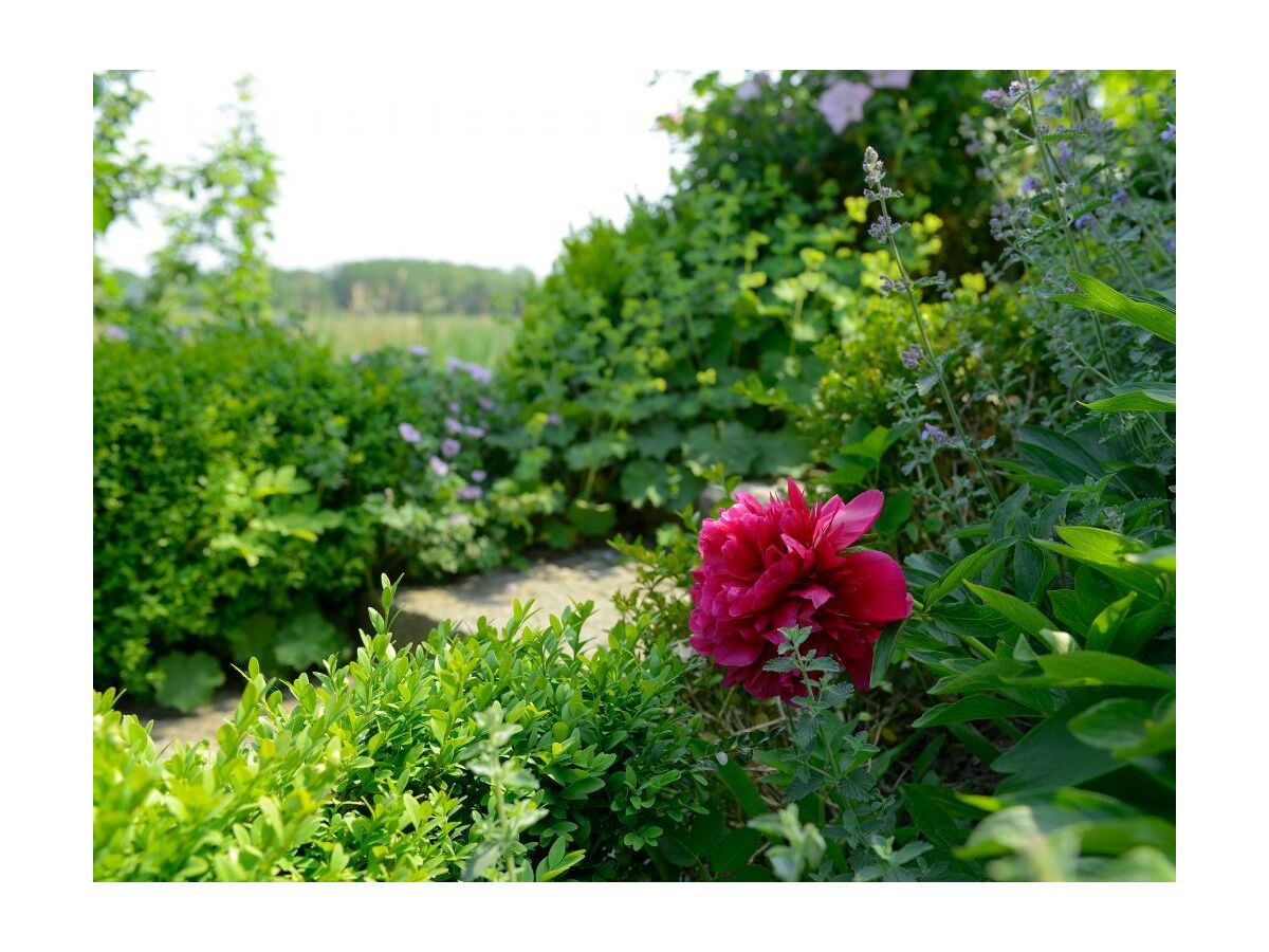 Wildrose - Idylle rund um das Haus