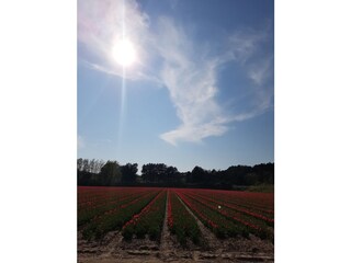 Vakantieappartement Egmond aan den Hoef Omgeving 16