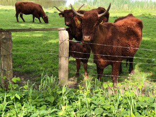Ferienwohnung Hohwacht Umgebung 21