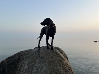 Hunde sind willkommen