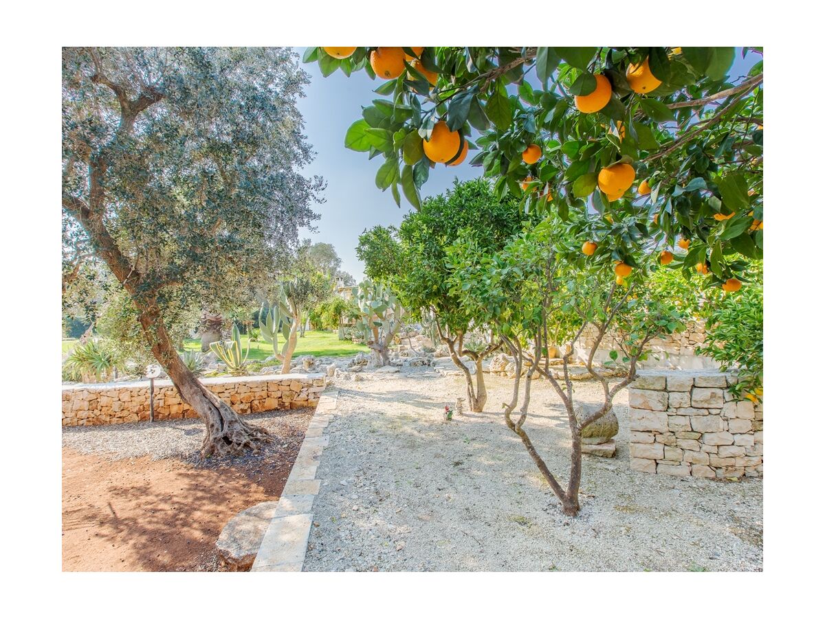 Orange tree