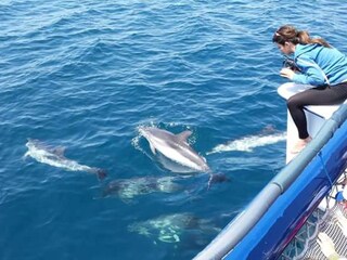 Taranto 40 km - excursion dolphin view at Catamarano